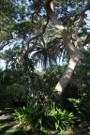 Cactii Growing Up Trees In Villa Garden, Playa Santiago